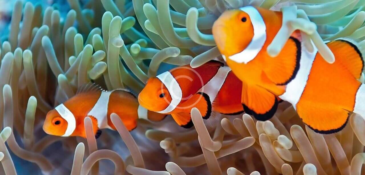 Clownfish